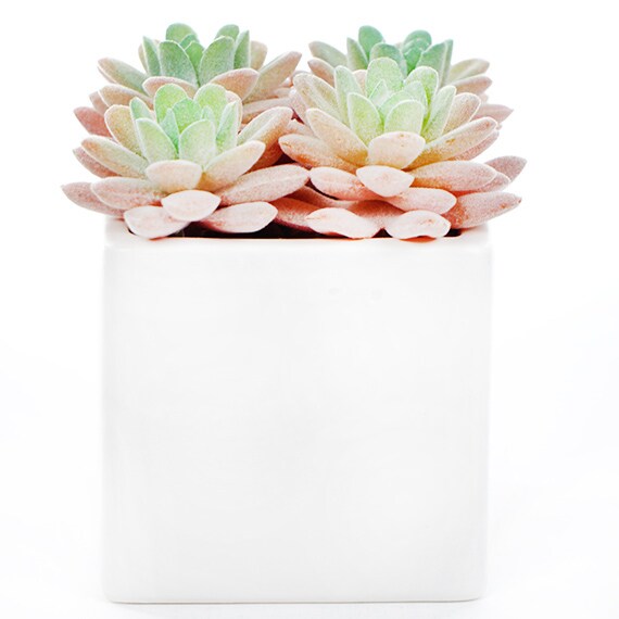 Ceramic Planter Succulents, 5.5