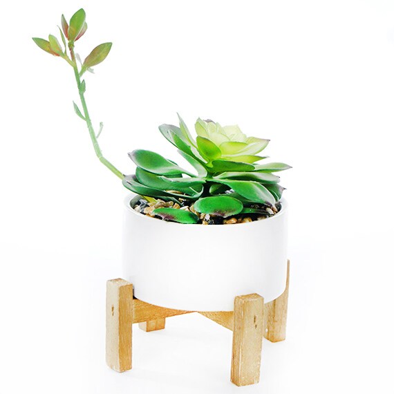 Succulent With Branch 8.25