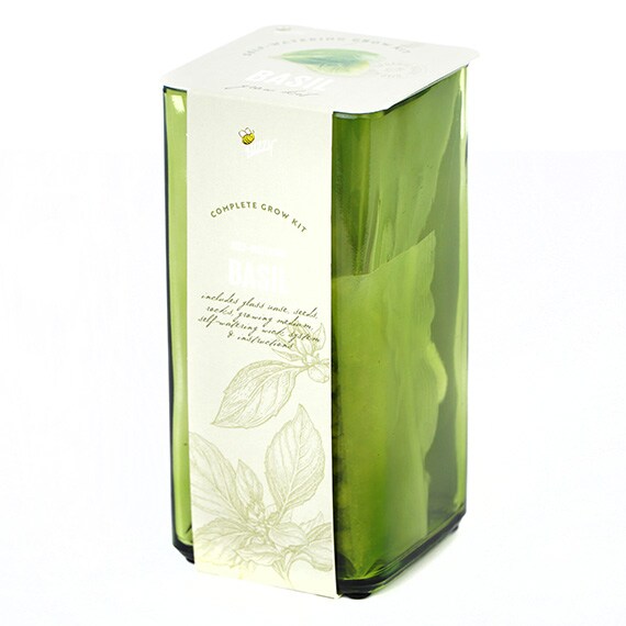 Square Glass Self Watering Basil Olive Exp. 12/31/2023