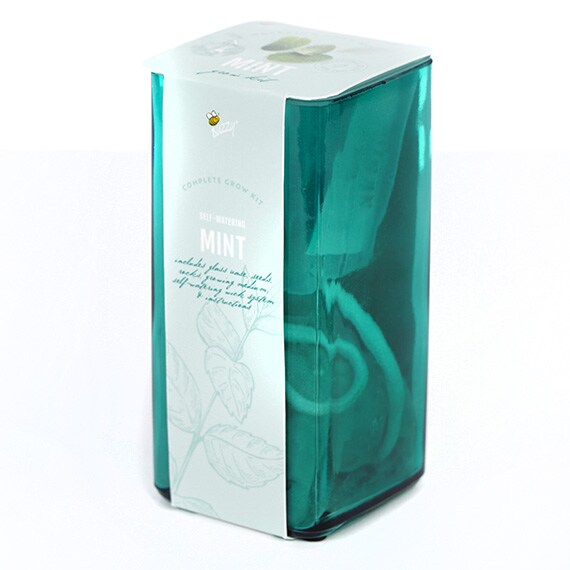 Square Glass Self Watering Mint Grow Kit Teal Exp. 12/31/2023