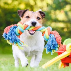 Pet Products